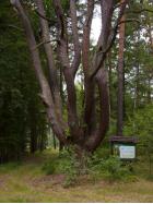 Zdjęcie obiektu turystycznego: Pomnik Przyrody Ośmiornica w okolicy Proszowa